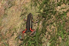 Spot-Legged Poison Frog photo 3