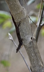 Anolis jubar oriens