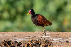 Jacana jacana