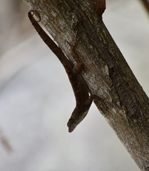 Anolis jubar oriens