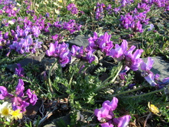 Oxytropis arctica taimyrensis