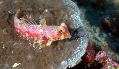 Synchiropus morrisoni