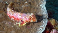 Synchiropus morrisoni