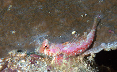 Synchiropus morrisoni