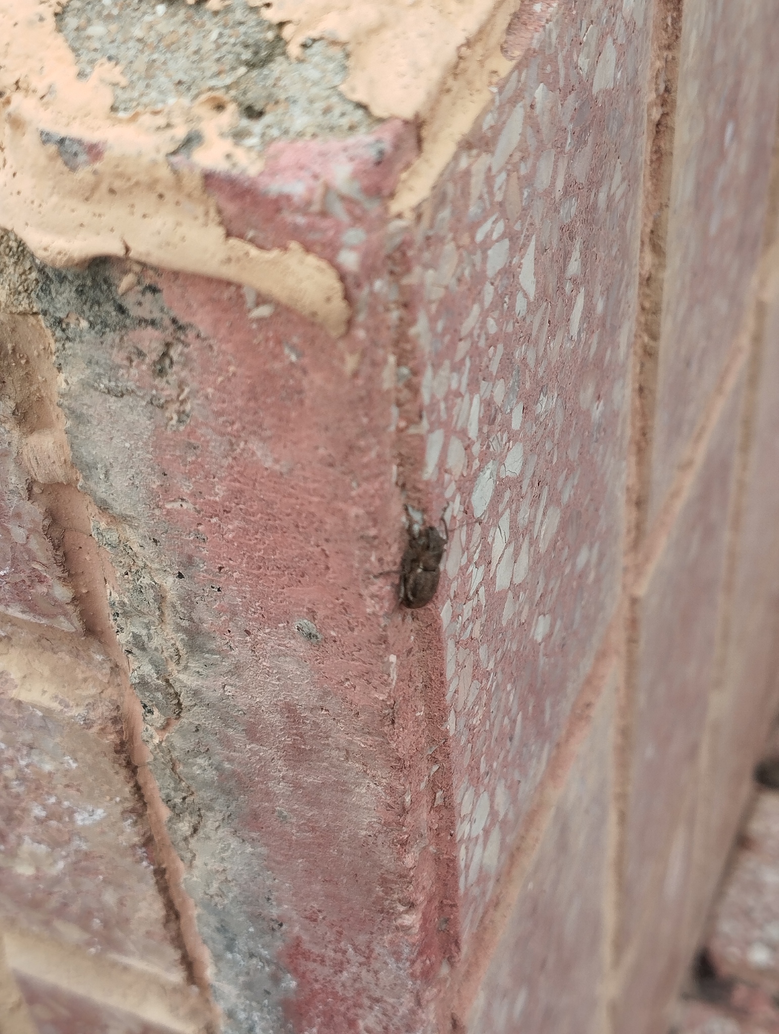 Naupactus cervinus