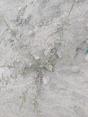 Reseda muricata