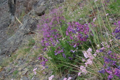 Oxytropis arctica taimyrensis