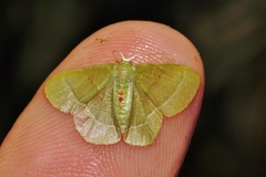 Chlorissa attenuata
