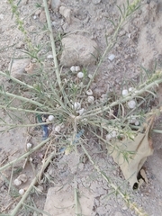 Reseda muricata