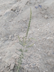 Reseda muricata