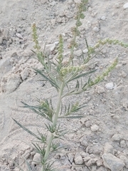 Reseda muricata