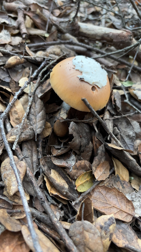 iNaturalist observation photo of springtime amanita