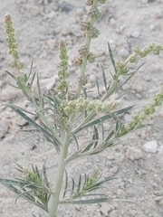 Reseda muricata