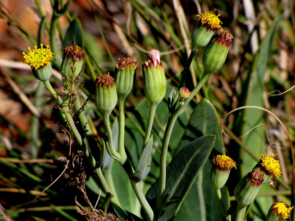 Leafy Babooncabbage