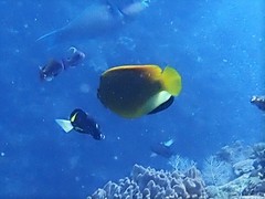 Apolemichthys trimaculatus