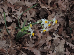 Narcissus tazetta tazetta
