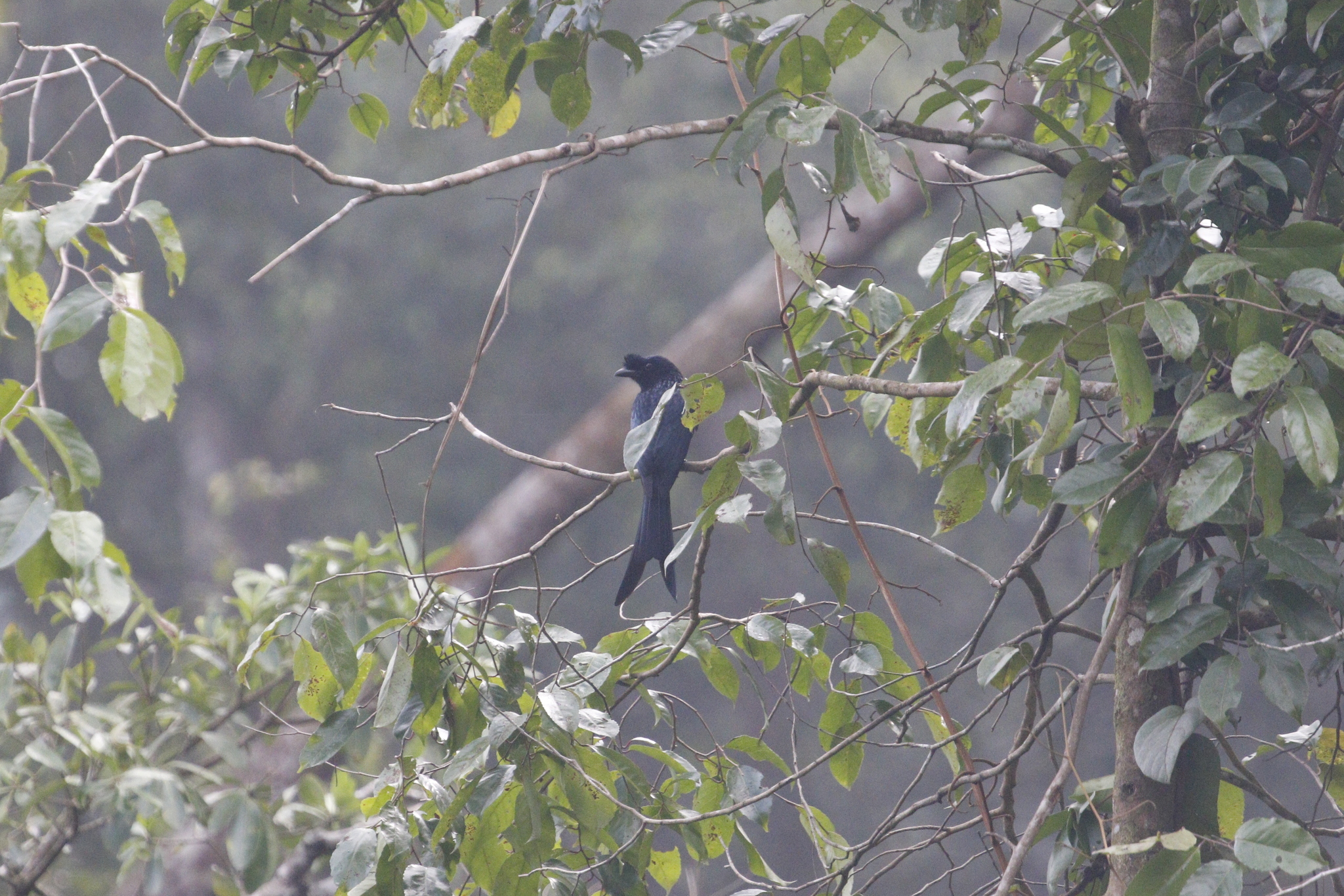 Sri Lanka Drongo (Dicrurus lophorinus), photo 10