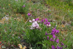 Oxytropis arctica taimyrensis