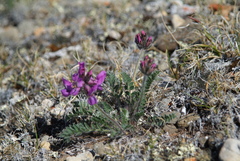 Oxytropis arctica taimyrensis