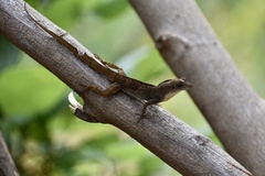 Anolis jubar oriens