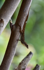 Anolis jubar oriens