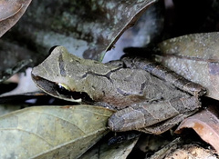 Osteocephalus planiceps