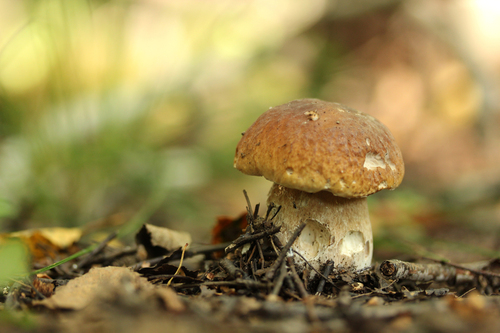 Наблюдение на iNaturalist