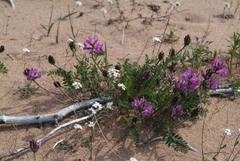 Oxytropis czekanowskii