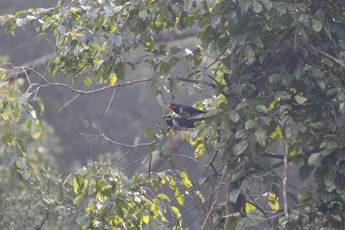Red-faced Malkoha (Phaenicophaeus pyrrhocephalus), photo 2