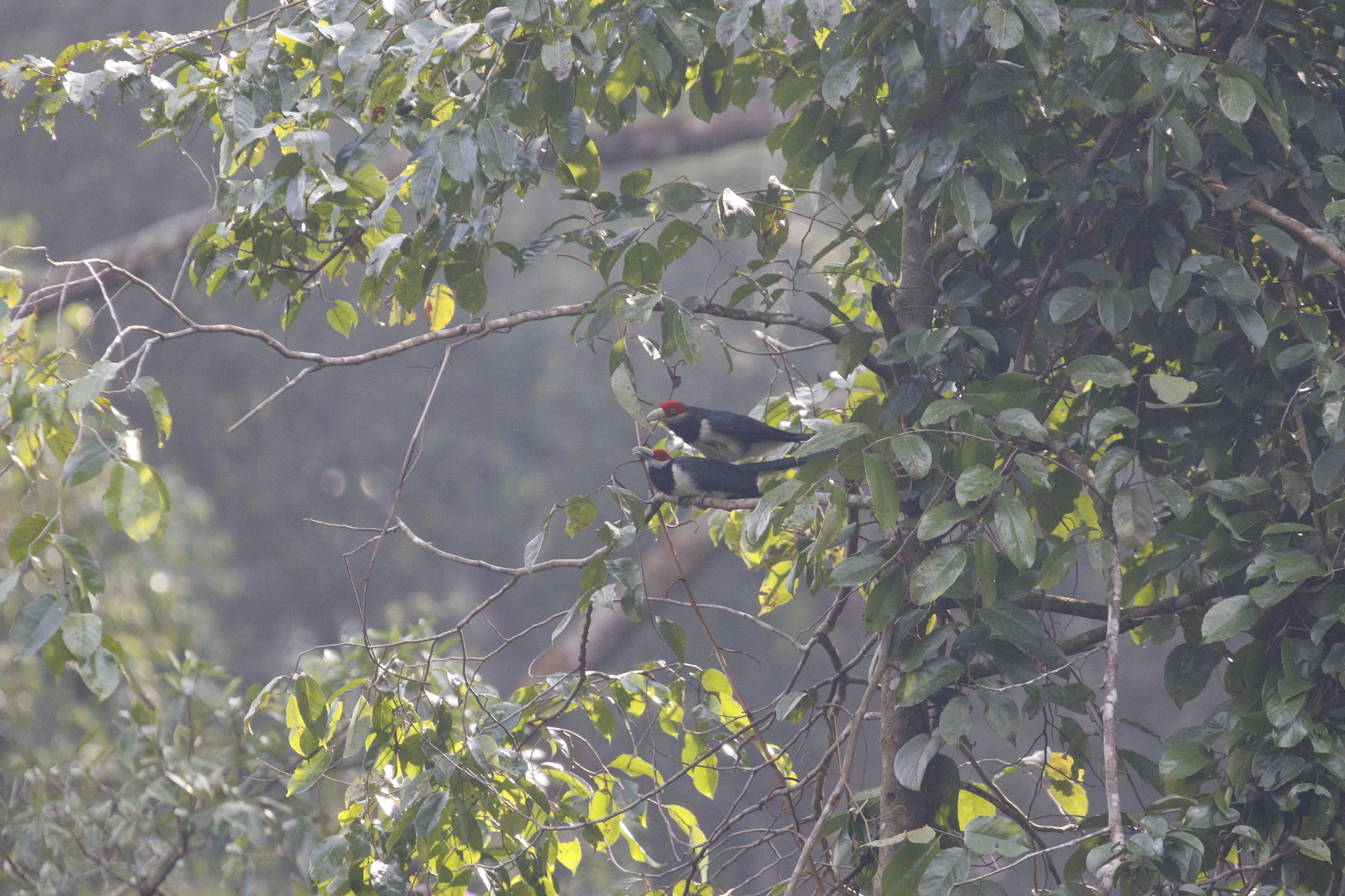 Red-faced Malkoha (Phaenicophaeus pyrrhocephalus), photo 2
