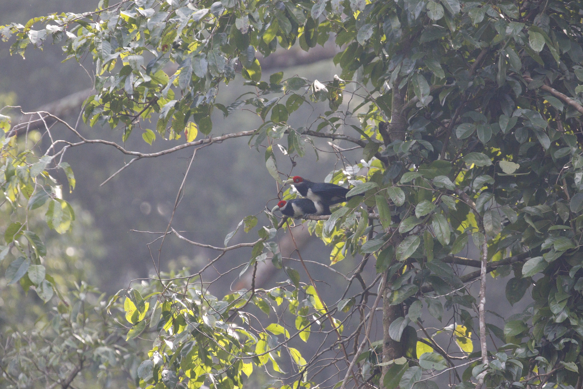 Red-faced Malkoha (Phaenicophaeus pyrrhocephalus), photo 1