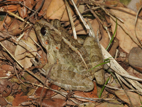 Fejervarya limnocharis