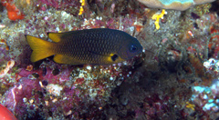 Pomacentrus philippinus