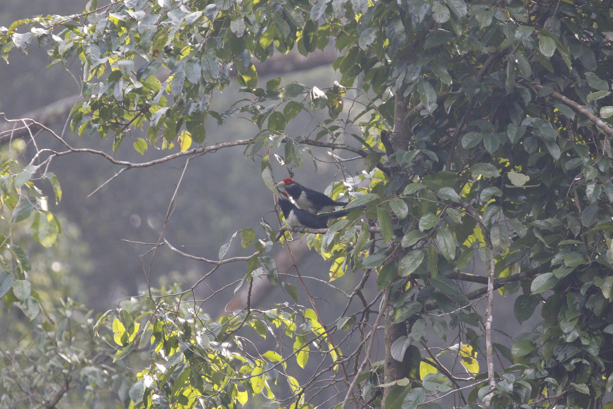 Red-faced Malkoha (Phaenicophaeus pyrrhocephalus), photo 9