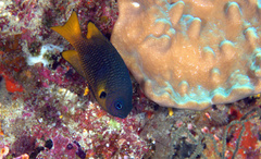 Pomacentrus philippinus