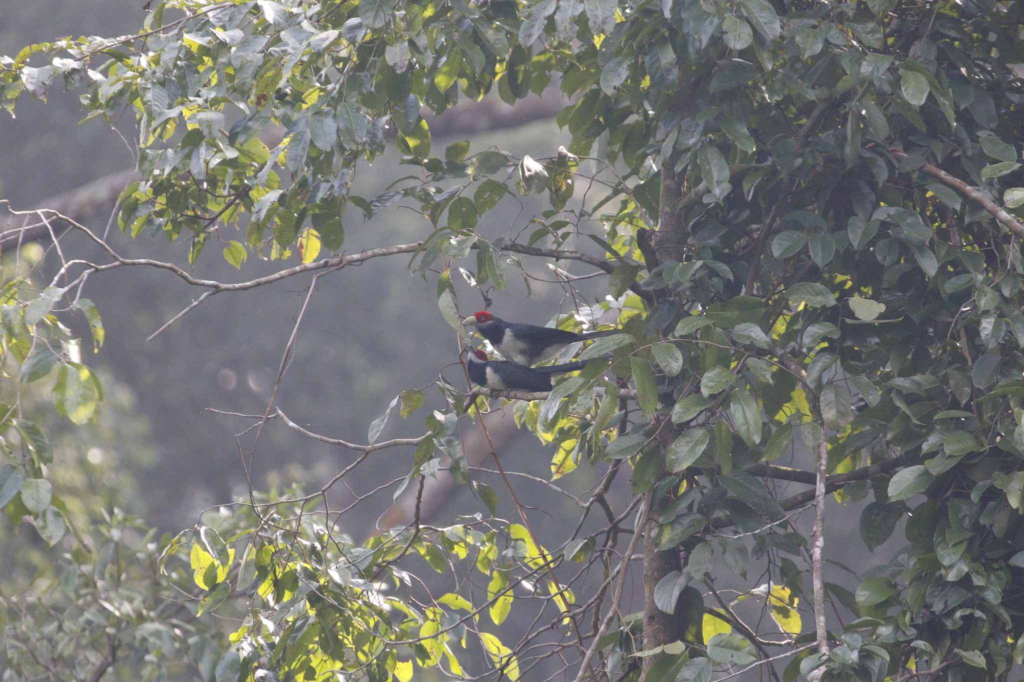 Red-faced Malkoha (Phaenicophaeus pyrrhocephalus), photo 8