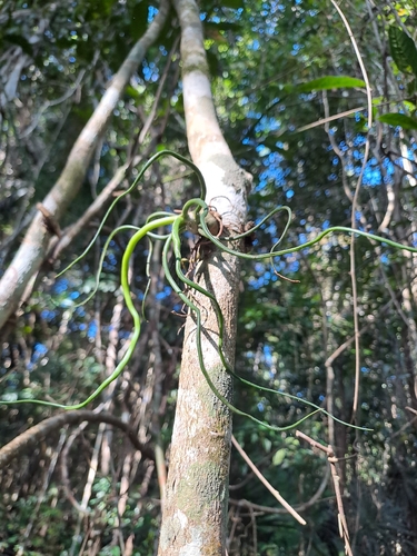 Bulbous Airplant (Tillandsia bulbosa)