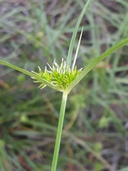 Cyperus uitenhagensis