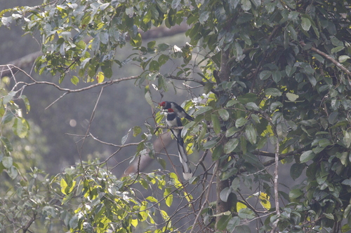 Red-faced Malkoha (Phaenicophaeus pyrrhocephalus), photo 6