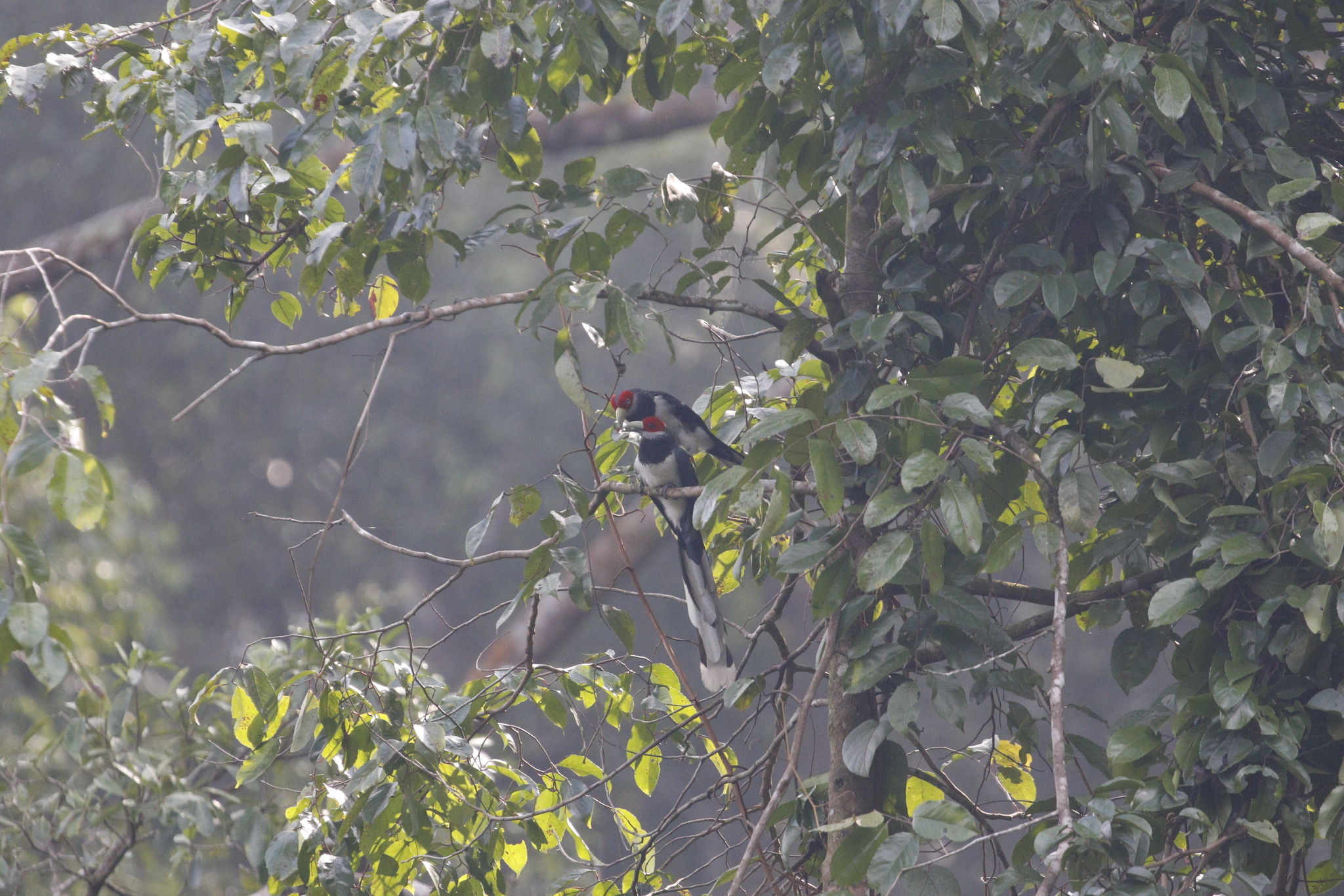 Red-faced Malkoha (Phaenicophaeus pyrrhocephalus), photo 10