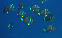 Acanthurus guttatus