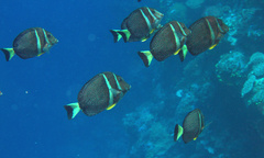 Acanthurus guttatus