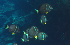 Acanthurus guttatus