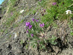 Oxytropis arctica taimyrensis