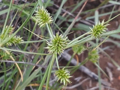 Cyperus uitenhagensis