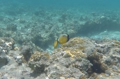Chaetodon austriacus