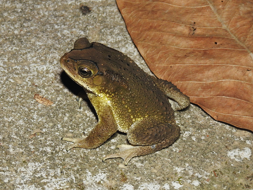 Duttaphrynus melanostictus