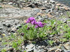 Oxytropis arctica taimyrensis