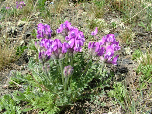 Oxytropis arctica
