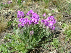 Oxytropis arctica taimyrensis